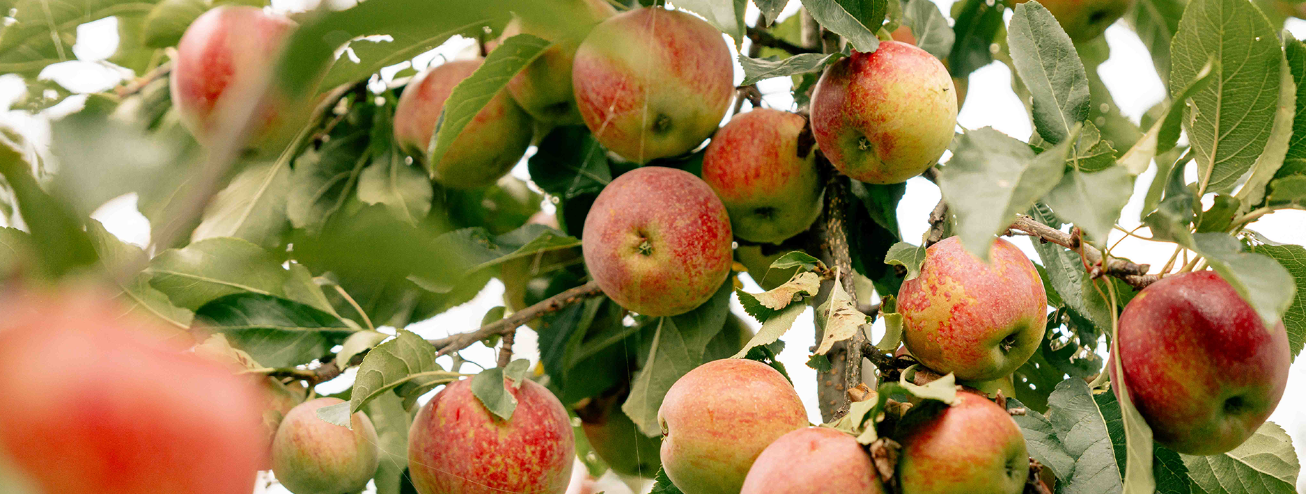 Étiquetage des fruits et légumes
