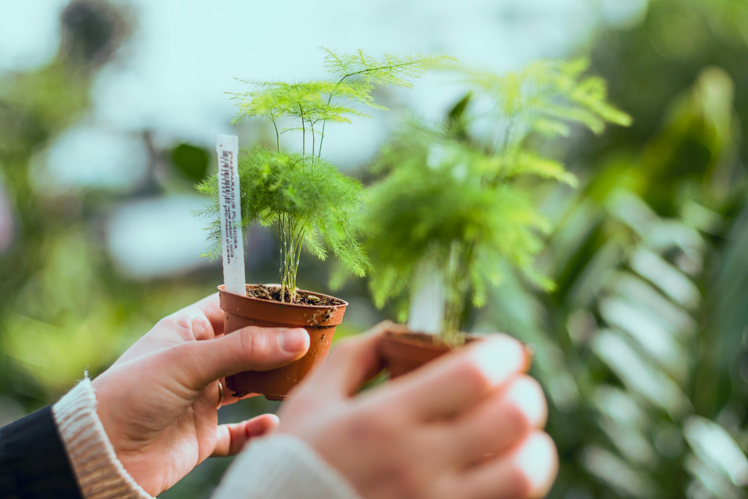 steeketiket planten